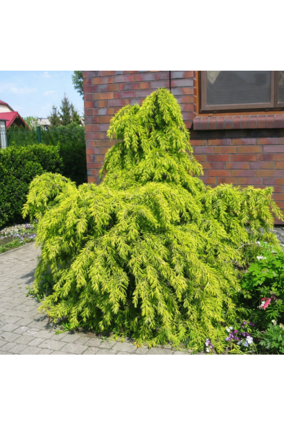 Кедр гімалайський Лайм Глоу